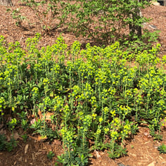 Mrs. Robb's Bonnet 3