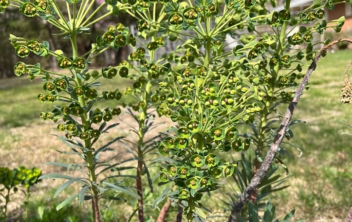 Mediterranean Spurge