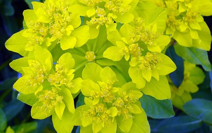 Cushion Euphorbia