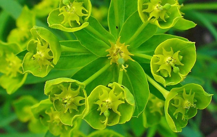 Green Spurge