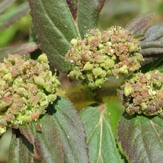 Asthma Plant 2
