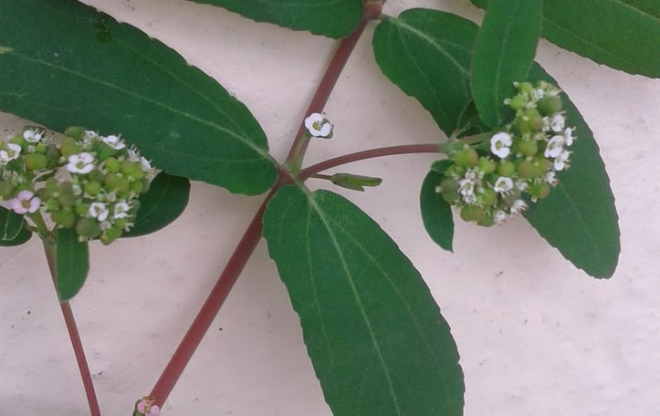 Baby's-breath Euphorbia