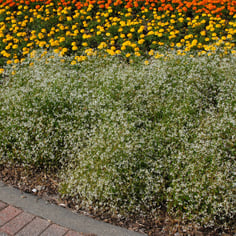 Baby's-breath Euphorbia 2