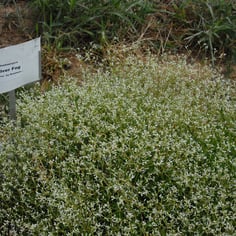 Baby's-breath Euphorbia 3