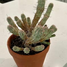 Corncob Cactus 3