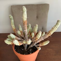 Corncob Cactus 4