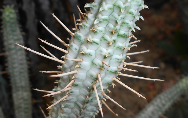 Corncob Cactus