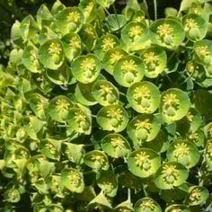 Gopher Spurge 3