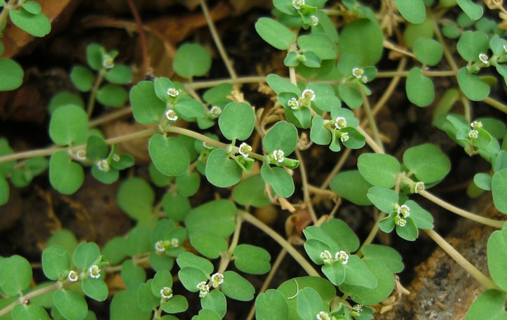 Creeping Spurge