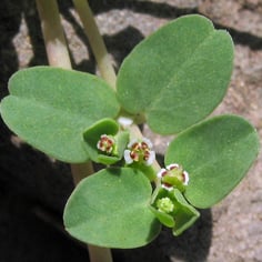 Creeping Spurge 2