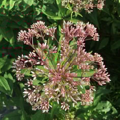 Coastal Plain Joe Pye Weed 3