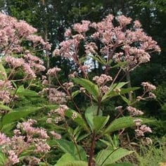 Coastal Plain Joe Pye Weed 4