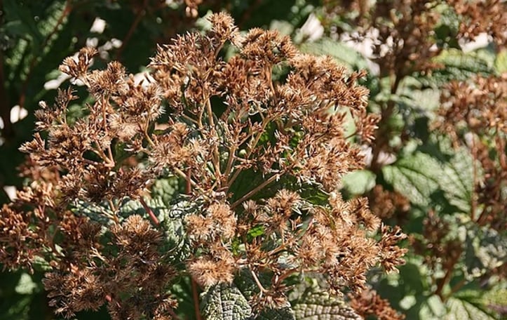 Coastal Plain Joe Pye Weed
