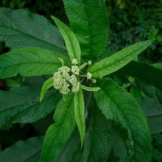 Coastal Plain Joe Pye Weed 2