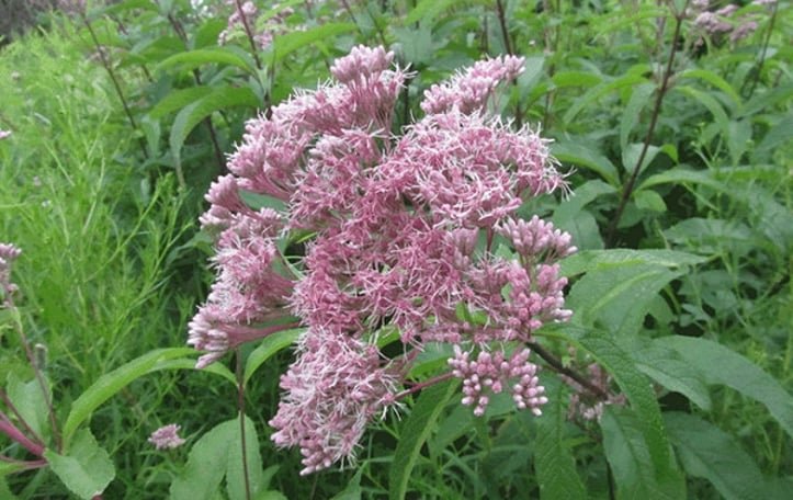 Joe-Pye-weed