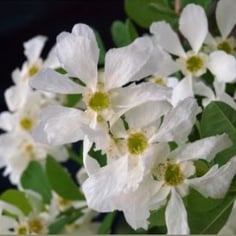 Blizzard Pearlbush 2