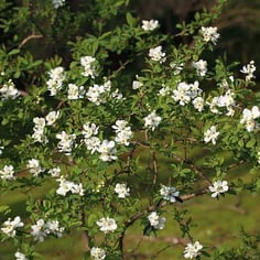 Common Pearlbush 3