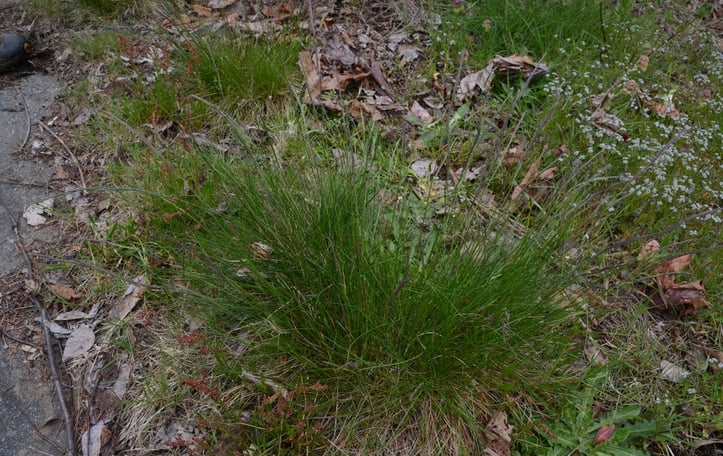 Creeping Red Fescue