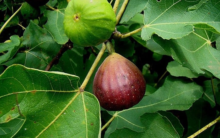 Brown Turkey Fig