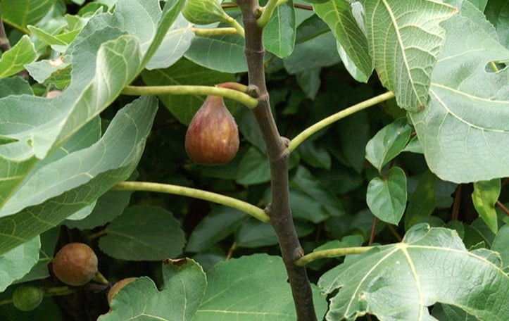 Celeste Fig