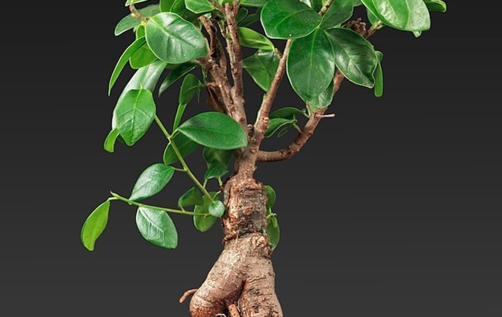 Ficus Ginseng
