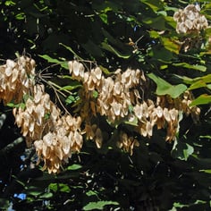 Chinese Bottletree 2