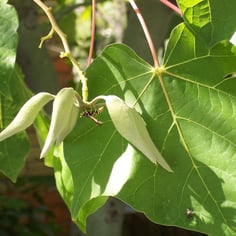 Chinese Bottletree 4