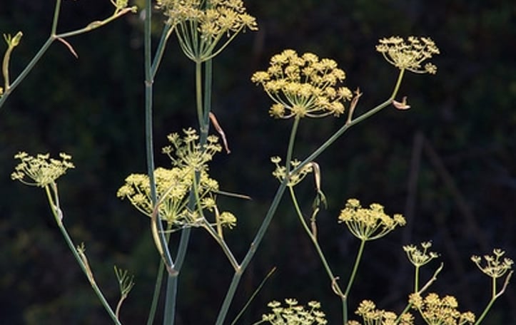 Bronze Fennel