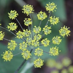 Bronze Fennel 2