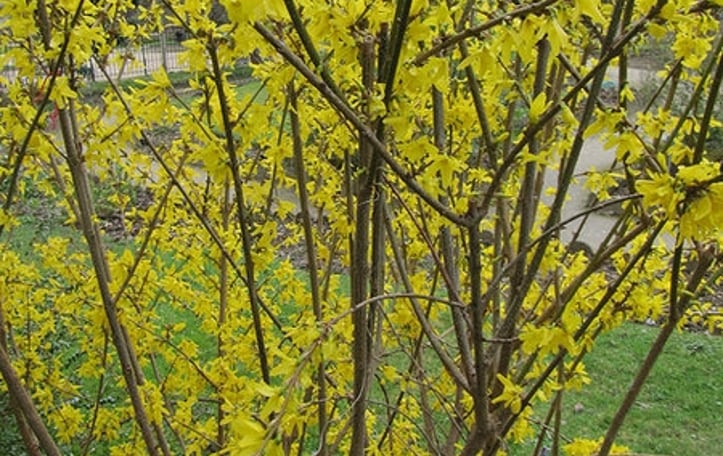 Weeping Forsythia