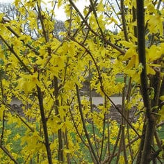 Weeping Forsythia 2