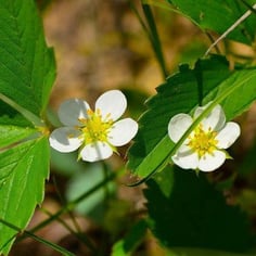 Scarlett Strawberry 2