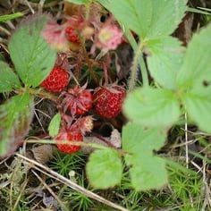 Scarlett Strawberry 3