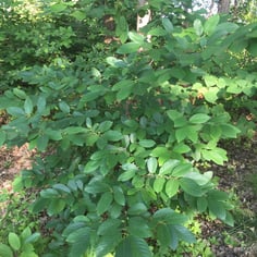 Carolina Buckthorn 4