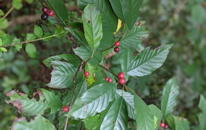 Carolina Buckthorn