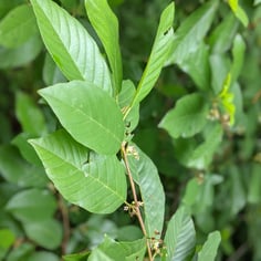 Carolina Buckthorn 2