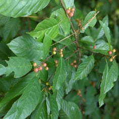 Carolina Buckthorn 3