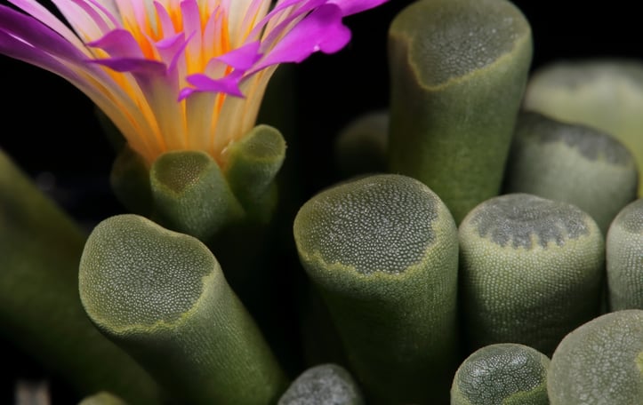 Fairy Elephant's Feet