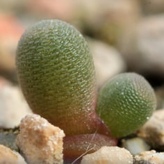 Fairy Elephant's Feet 4