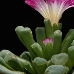 Fairy Elephant's Feet 2