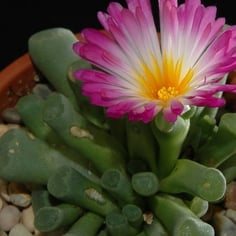 Fairy Elephant's Feet 3