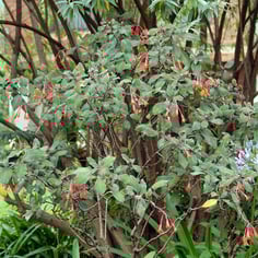 Firecracker Fuchsia 3