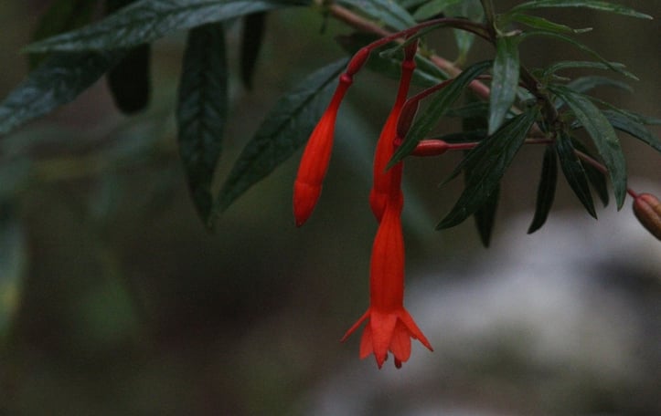 Firecracker Fuchsia