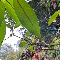 Firecracker Fuchsia 2