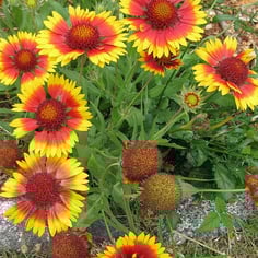 Annual Gaillardia 2