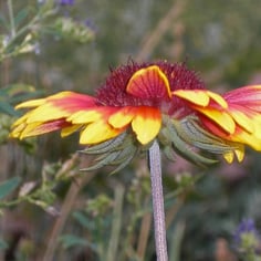 Annual Gaillardia 3