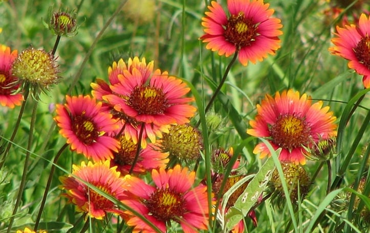 Annual Gaillardia