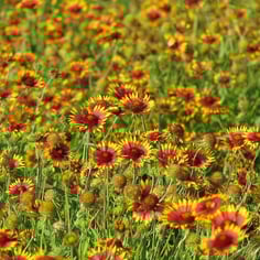 Annual Gaillardia 4
