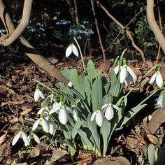 Giant Snowdrop 4