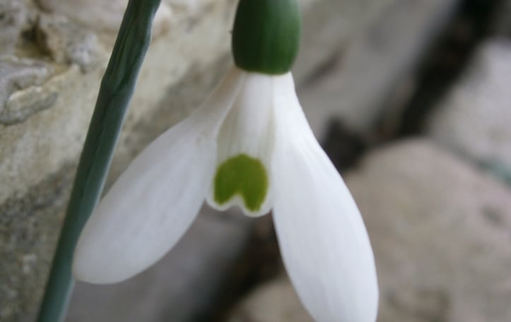 Giant Snowdrop